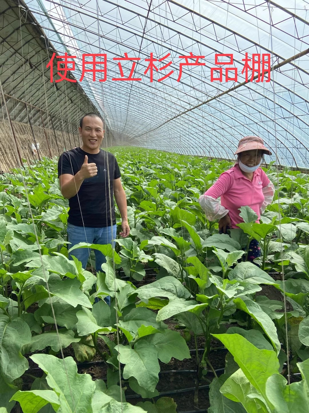 <a href=http://m.jushuyun4.cn target=_blank class=infotextkey>上海立杉</a>水溶肥在北方暖棚茄子上的效果反饋2