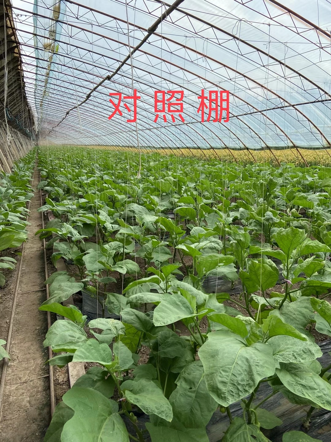 <a href=http://m.jushuyun4.cn target=_blank class=infotextkey>上海立杉</a>水溶肥在北方暖棚茄子上的效果反饋3
