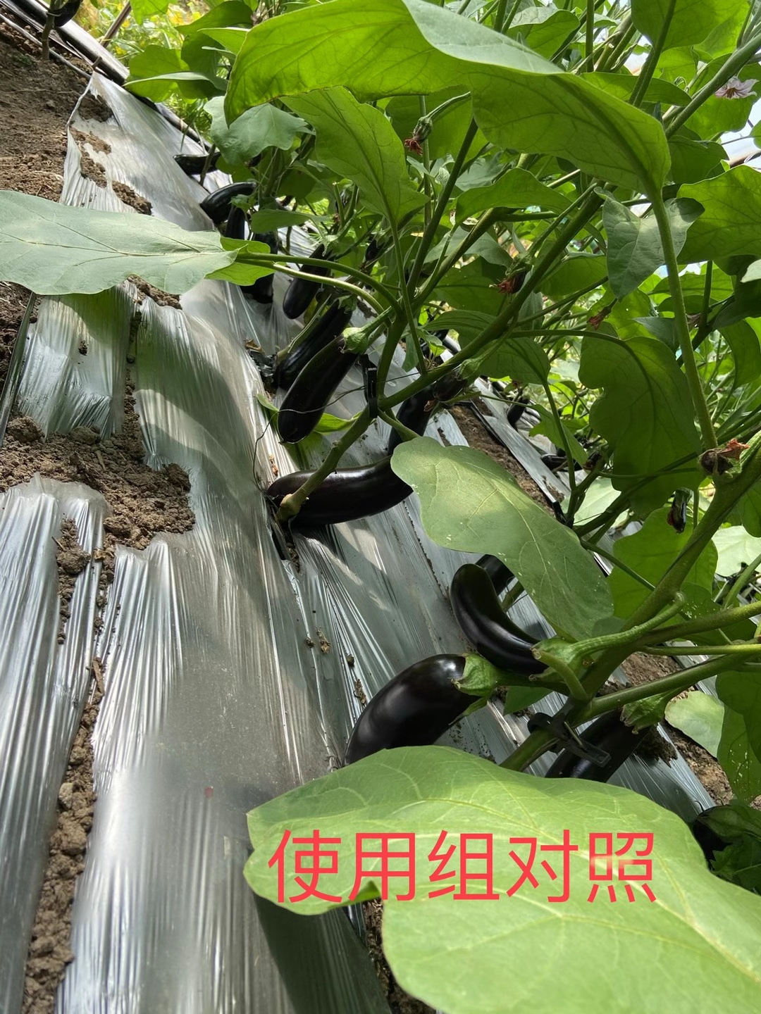 <a href=http://m.jushuyun4.cn target=_blank class=infotextkey>上海立杉</a>水溶肥在北方暖棚茄子上的效果反饋5