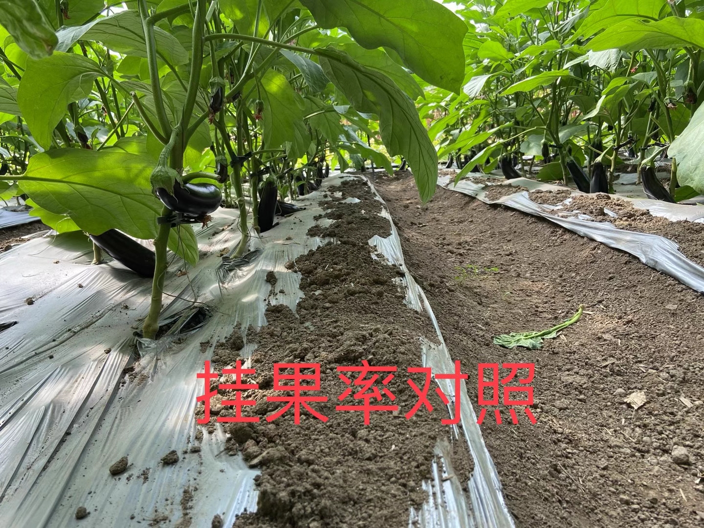 <a href=http://m.jushuyun4.cn target=_blank class=infotextkey>上海立杉</a>水溶肥在北方暖棚茄子上的效果反饋4